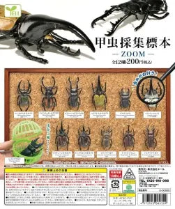 [Pre-order Jan 26] Beetle Collection Specimens ~ZOOM~