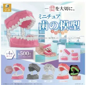 [Pre-Order Sept 26] Miniature Tooth Model