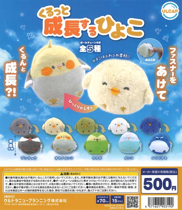 [In Stock Pre-Order] Growing Chicks