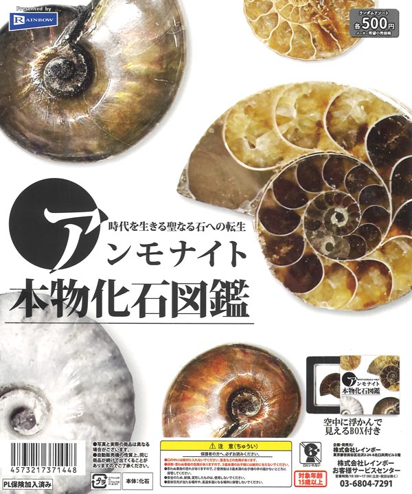 [In Stock Pre-Order] Ammonite Real Fossil Encyclopedia (20 pieces)